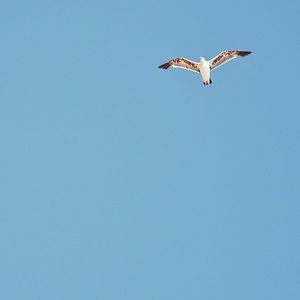 Meet your Posher, Joe